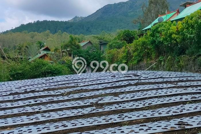 Tanah Kavling di Kintamani Dijual dengan Luas 4300m2 Tanah Kavling di Kintamani Dijual dengan Luas 4300m2