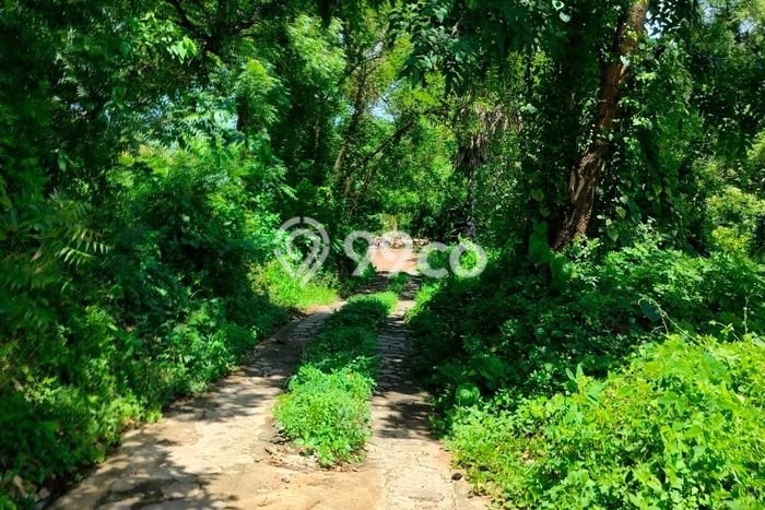 Jarang Ada! Tanah di Kubutambahan Punya Luas 1200m2 SHM Jarang Ada! Tanah di Kubutambahan Punya Luas 1200m2 SHM