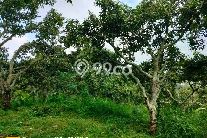 Dijual Tanah Lokasi Depeha, Buleleng Seluas 3000m2 Dijual Tanah Lokasi Depeha, Buleleng Seluas 3000m2