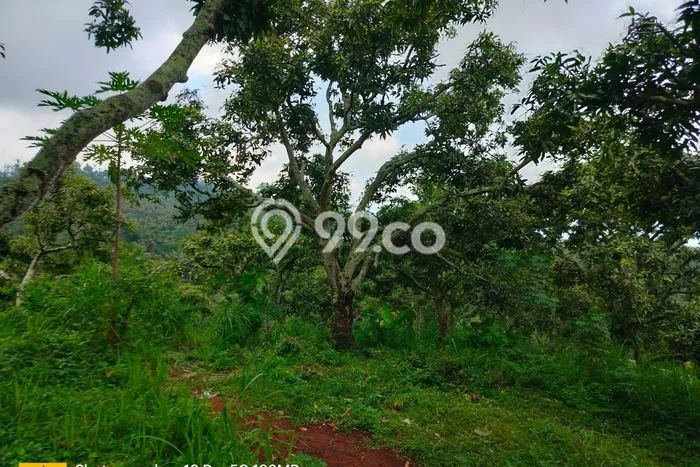 Dijual Tanah Lokasi Depeha, Buleleng Seluas 3000m2 Dijual Tanah Lokasi Depeha, Buleleng Seluas 3000m2