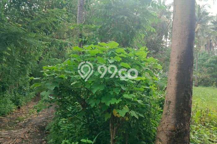 Dijual Tanah di Buleleng, Luas 36495m2 SHM Dijual Tanah di Buleleng, Luas 36495m2 SHM