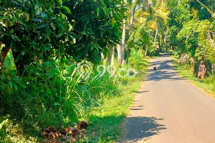 Lahan Investasi Lokasi Kubutambahan Buleleng SHM Lahan Investasi Lokasi Kubutambahan Buleleng SHM