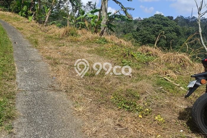 Dijual Tanah Lokasi Wanagiri, Buleleng Seluas 6200m2 Dijual Tanah Lokasi Wanagiri, Buleleng Seluas 6200m2