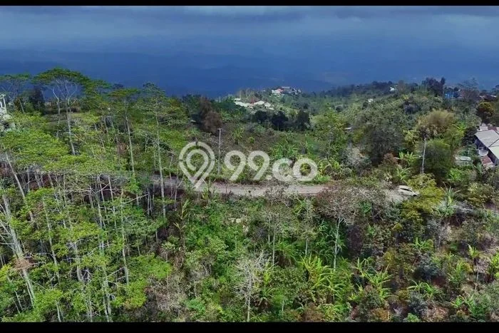 Tanah Investasi Dijual di Buleleng Punya Luas 5000m2 Tanah Investasi Dijual di Buleleng Punya Luas 5000m2