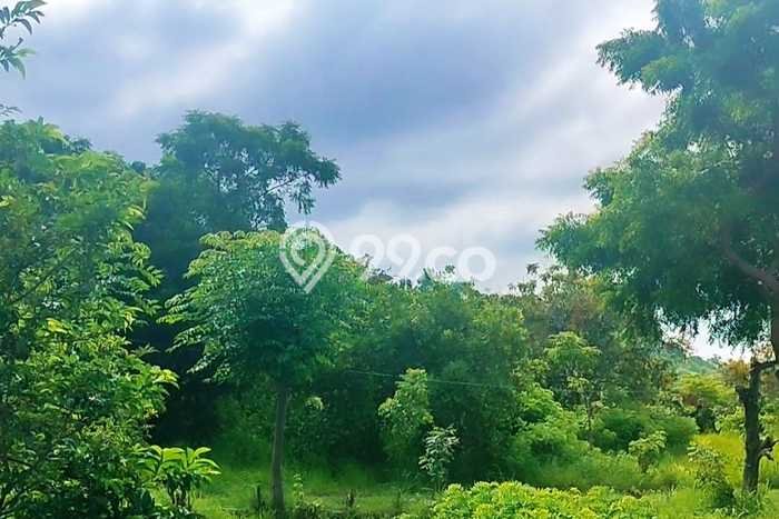 Tanah Kavling Dijual di Buleleng dengan Spesifikasi 8000m2 Tanah Kavling Dijual di Buleleng dengan Spesifikasi 8000m2