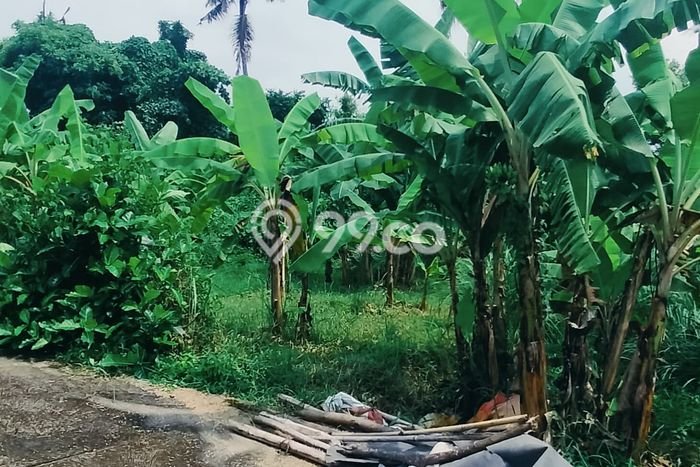 Kavling Tanah di Sukasada Dijual Luas 300m2 Legalitas SHM Kavling Tanah di Sukasada Dijual Luas 300m2 Legalitas SHM