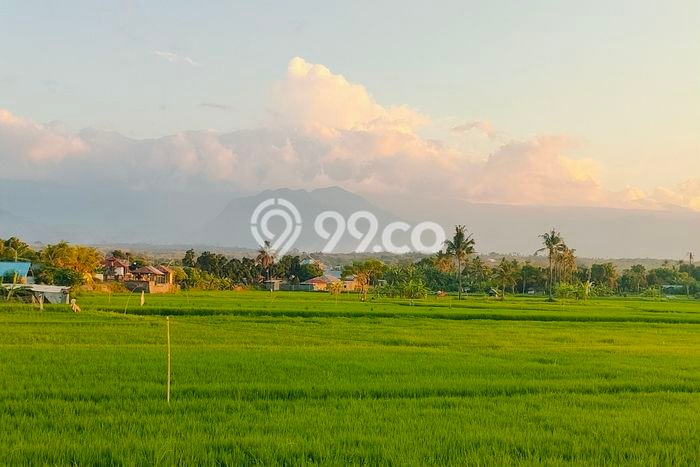 Dijual Tanah Lokasi Bungkulan, Buleleng Seluas 8800m2 Dijual Tanah Lokasi Bungkulan, Buleleng Seluas 8800m2