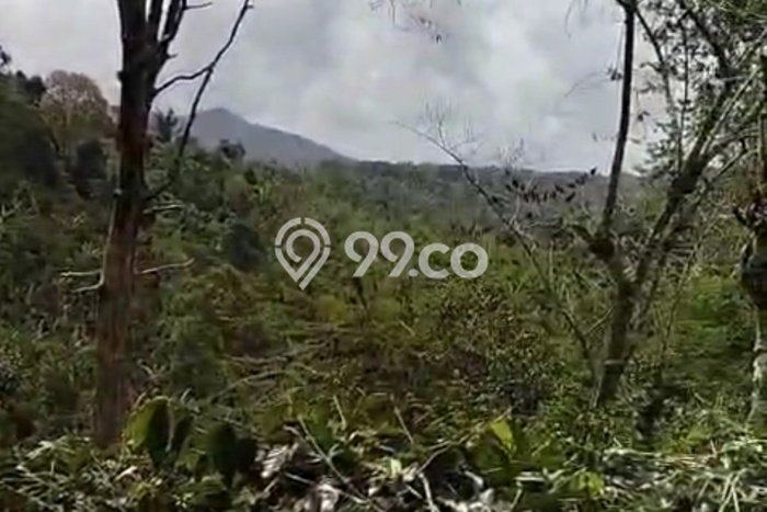 Tanah Dijual Area Strategis di Wanagiri Buleleng 4620m2 Tanah Dijual Area Strategis di Wanagiri Buleleng 4620m2