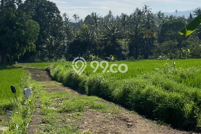 Tanah Investasi Dijual di Buleleng Punya Luas 7000m2 Tanah Investasi Dijual di Buleleng Punya Luas 7000m2