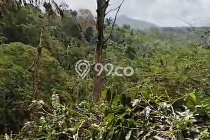Tanah Dijual Area Strategis di Wanagiri Buleleng 4620m2 Tanah Dijual Area Strategis di Wanagiri Buleleng 4620m2