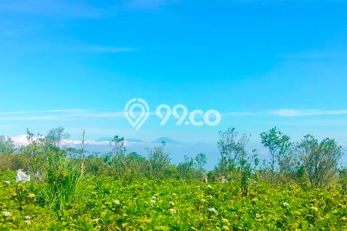 Kavling Tanah untuk Dijual di Munduk, Buleleng, Luas 5000m2 Kavling Tanah untuk Dijual di Munduk, Buleleng, Luas 5000m2