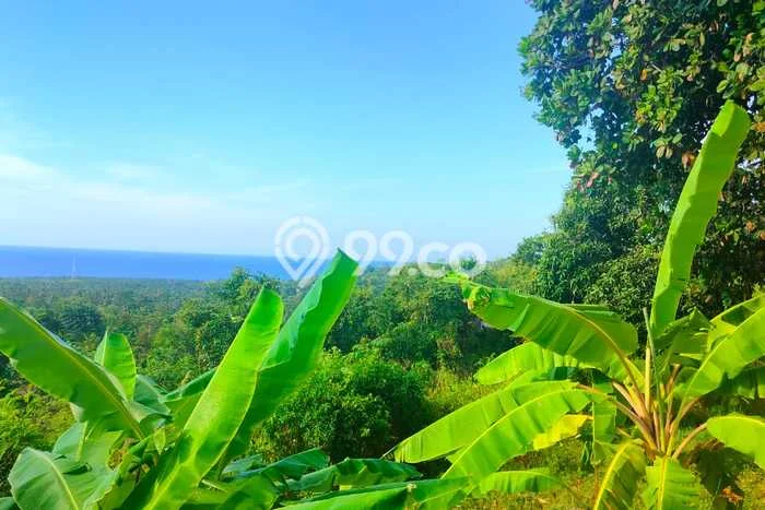 Tanah Kavling Dijual di Buleleng dengan Spesifikasi 3000m2 Tanah Kavling Dijual di Buleleng dengan Spesifikasi 3000m2