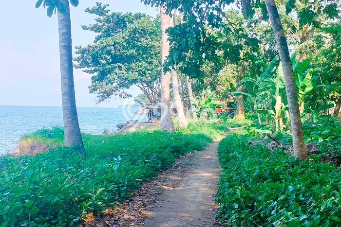Tanah Kavling untuk Dijual di Kubutambahan Buleleng 3000m2 Tanah Kavling untuk Dijual di Kubutambahan Buleleng 3000m2