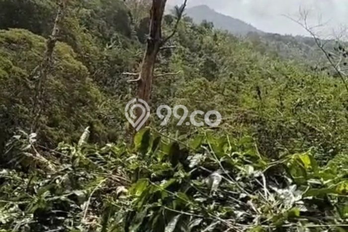 Tanah Dijual Area Strategis di Wanagiri Buleleng 4620m2 Tanah Dijual Area Strategis di Wanagiri Buleleng 4620m2