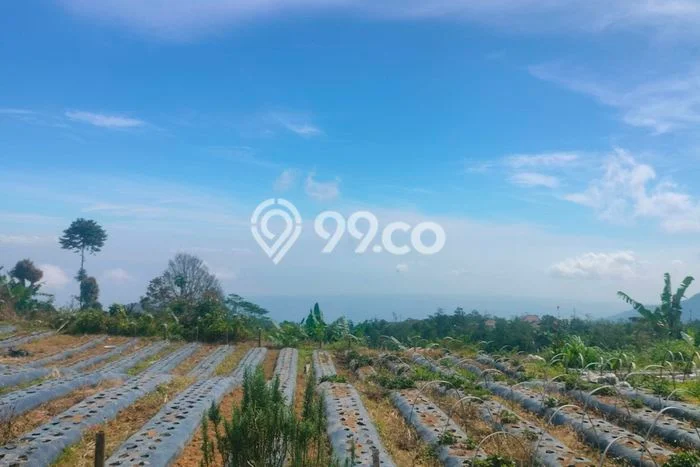 Lahan Dijual Lokasi Strategis di Buleleng dengan Luas 15000m2 Lahan Dijual Lokasi Strategis di Buleleng dengan Luas 15000m2