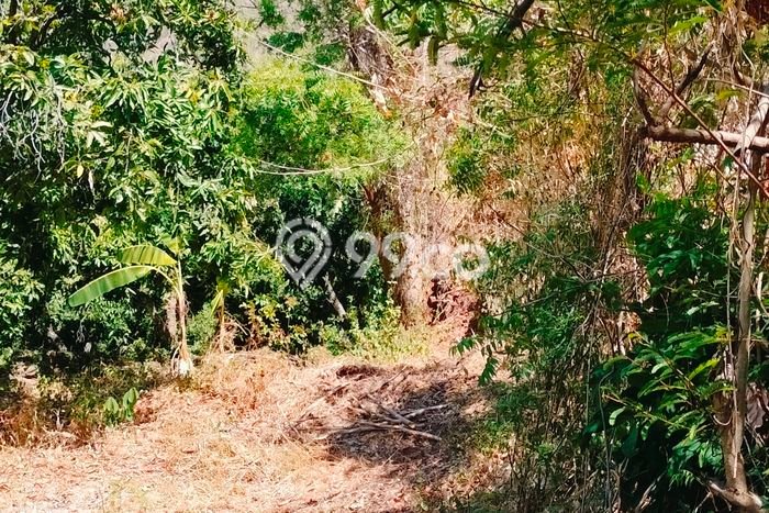 Tanah Kavling Dijual di Madenan, Buleleng dengan Luas Tanah 2800m2 Tanah Kavling Dijual di Madenan, Buleleng dengan Luas Tanah 2800m2