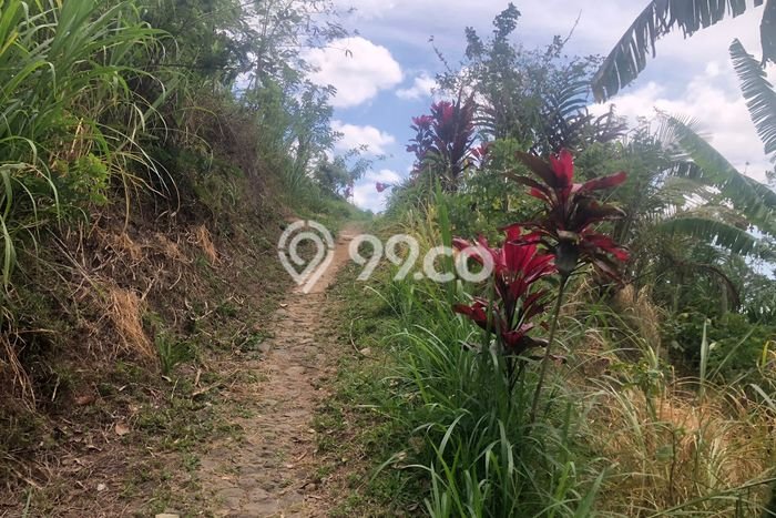 Dijual Tanah 35000m2 di Galungan, Buleleng Dijual Tanah 35000m2 di Galungan, Buleleng