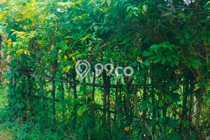 Kavling Tanah di Sukasada Dijual Luas 300m2 Legalitas SHM Kavling Tanah di Sukasada Dijual Luas 300m2 Legalitas SHM