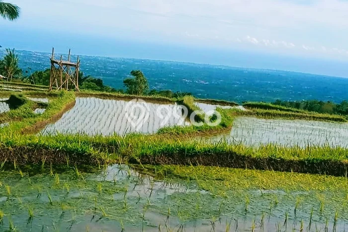 Dijual Tanah Lokasi Sambangan, Buleleng Seluas 3600m2 Dijual Tanah Lokasi Sambangan, Buleleng Seluas 3600m2
