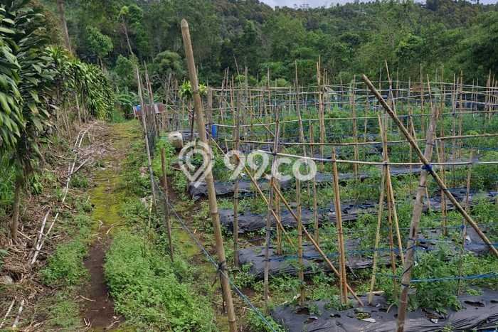 Tanah Dijual Area Strategis di Munduk Buleleng 6000m2 Tanah Dijual Area Strategis di Munduk Buleleng 6000m2