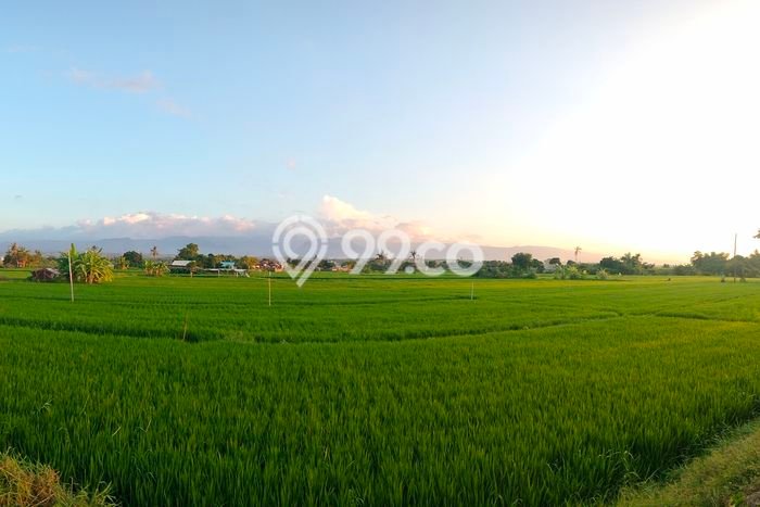 Dijual Tanah Lokasi Bungkulan, Buleleng Seluas 8800m2 Dijual Tanah Lokasi Bungkulan, Buleleng Seluas 8800m2
