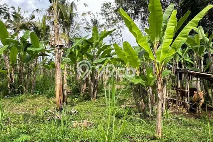 Kavling Tanah Dijual di Payangan Gianyar Spesifikasi 2200m2 Kavling Tanah Dijual di Payangan Gianyar Spesifikasi 2200m2