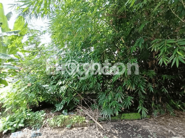 Tanah Kavling Dijual di Boyolali dengan Spesifikasi 135m2 Tanah Kavling Dijual di Boyolali dengan Spesifikasi 135m2