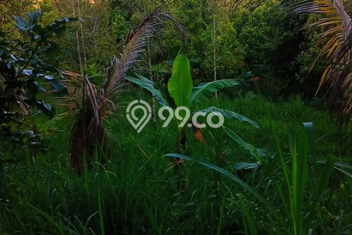 Untuk Dijual Tanah di Buleleng, Luas 6000m2 SHM Untuk Dijual Tanah di Buleleng, Luas 6000m2 SHM