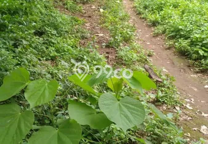 Kavling Tanah untuk Dijual di Sangsit, Buleleng, Luas 26229m2 Kavling Tanah untuk Dijual di Sangsit, Buleleng, Luas 26229m2