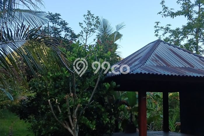 Untuk Dijual Tanah di Buleleng, Luas 6000m2 SHM Untuk Dijual Tanah di Buleleng, Luas 6000m2 SHM