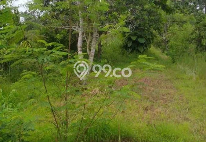 Kavling Tanah untuk Dijual di Sangsit, Buleleng, Luas 26229m2 Kavling Tanah untuk Dijual di Sangsit, Buleleng, Luas 26229m2