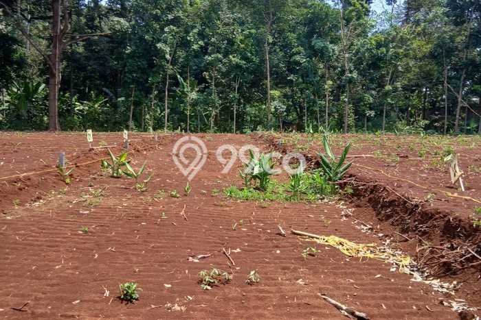 Lahan Investasi Lokasi Semarang Barat Semarang SHM Lahan Investasi Lokasi Semarang Barat Semarang SHM
