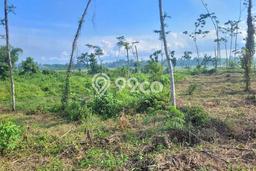 Dijual Tanah di Rogojampi Banyuwangi Luas 23655m2 SHM Dijual Tanah di Rogojampi Banyuwangi Luas 23655m2 SHM