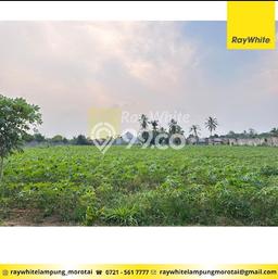 Tanah Dijual Lokasi Gunung Sugih, Lampung Tengah Luas 10250m2 Legalitas Aman Tanah Dijual Lokasi Gunung Sugih, Lampung Tengah Luas 10250m2 Legalitas Aman