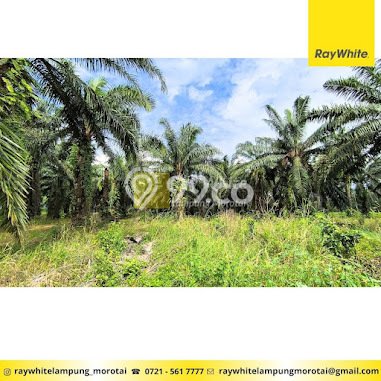Tanah Dijual Lokasi Jati Agung, Lampung Selatan Luas 4550m2 Legalitas Aman Tanah Dijual Lokasi Jati Agung, Lampung Selatan Luas 4550m2 Legalitas Aman