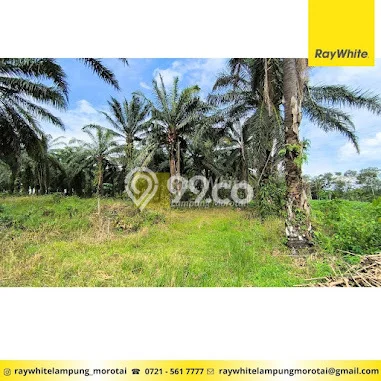 Tanah Dijual Lokasi Jati Agung, Lampung Selatan Luas 4550m2 Legalitas Aman Tanah Dijual Lokasi Jati Agung, Lampung Selatan Luas 4550m2 Legalitas Aman