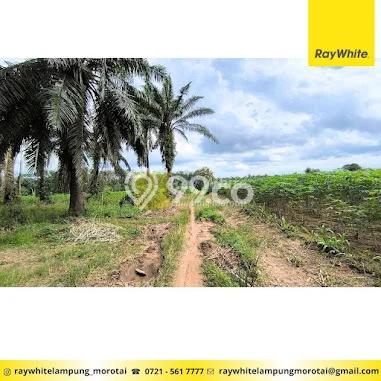 Tanah Dijual Lokasi Jati Agung, Lampung Selatan Luas 4550m2 Legalitas Aman Tanah Dijual Lokasi Jati Agung, Lampung Selatan Luas 4550m2 Legalitas Aman