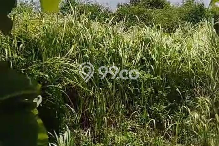 Tanah Dijual Lokasi Sayung, Demak Luas 24999m2 Legalitas Aman Tanah Dijual Lokasi Sayung, Demak Luas 24999m2 Legalitas Aman