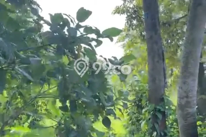Dijual Tanah di Bogor, Luas 800m2 SHM Dijual Tanah di Bogor, Luas 800m2 SHM