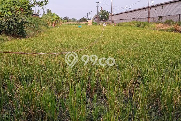 Kavling Tanah Dijual di Pohjentrek Pasuruan Spesifikasi 6513m2 Kavling Tanah Dijual di Pohjentrek Pasuruan Spesifikasi 6513m2