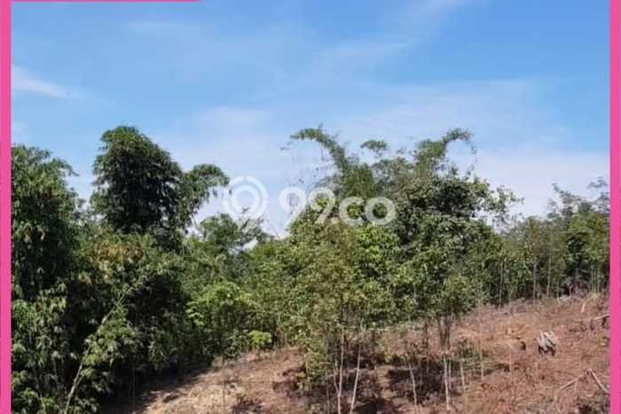 Kavling Tanah Dijual di Cipanas Lebak Spesifikasi 26000m2 Kavling Tanah Dijual di Cipanas Lebak Spesifikasi 26000m2