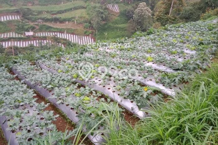 Kavling Tanah Dijual di Lembang Bandung Barat Spesifikasi 3486m2 Kavling Tanah Dijual di Lembang Bandung Barat Spesifikasi 3486m2