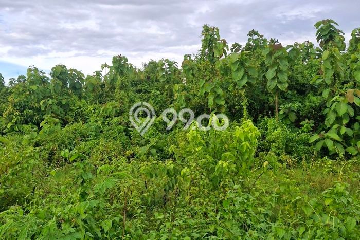 Untuk Disewa Tanah di Badung, Luas 1700m2 Area Berkembang Untuk Disewa Tanah di Badung, Luas 1700m2 Area Berkembang