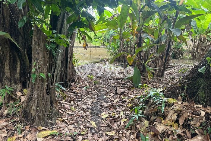 Tanah Kavling Disewakan di Seseh dengan Luas 2000m2 Tanah Kavling Disewakan di Seseh dengan Luas 2000m2
