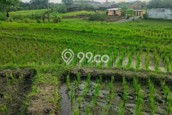 Lahan Disewakan Lokasi Kaba kaba Tabanan Luas 2400m2 Lahan Disewakan Lokasi Kaba kaba Tabanan Luas 2400m2