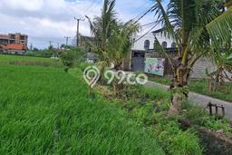 Disewakan Tanah di Cemagi Badung Seluas 2400m2 Disewakan Tanah di Cemagi Badung Seluas 2400m2
