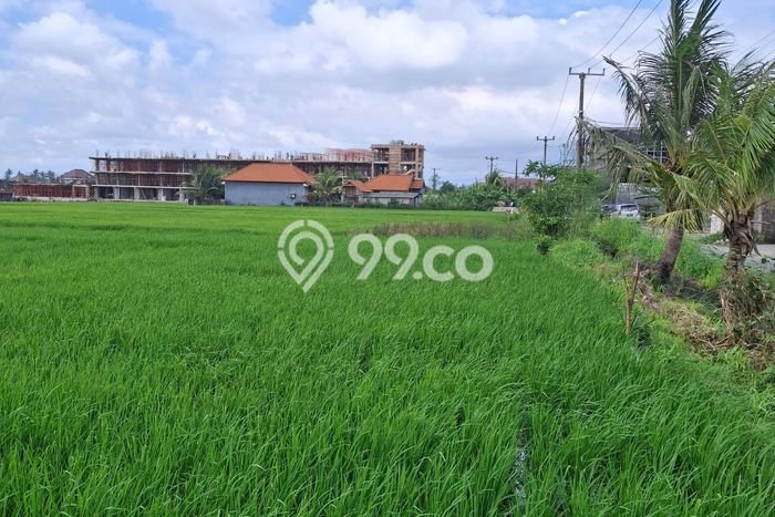 Disewakan Tanah di Cemagi Badung Seluas 2400m2 Disewakan Tanah di Cemagi Badung Seluas 2400m2