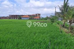 Kavling Tanah untuk Disewa di Cemagi Lahan Luas 2500m2 Kavling Tanah untuk Disewa di Cemagi Lahan Luas 2500m2