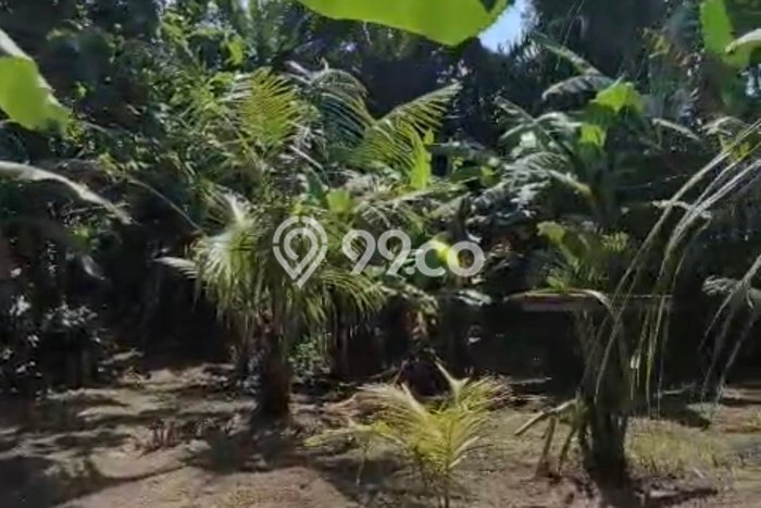 Tanah Disewakan Lokasi Tabanan Seluas 1000m2 Strategis dan Aman Tanah Disewakan Lokasi Tabanan Seluas 1000m2 Strategis dan Aman