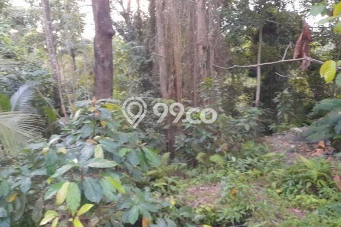 Disewakan Tanah di Kaba kaba Tabanan Seluas 880m2 Disewakan Tanah di Kaba kaba Tabanan Seluas 880m2